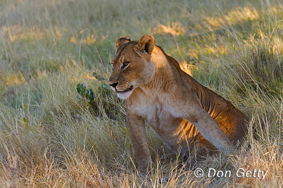 Lion