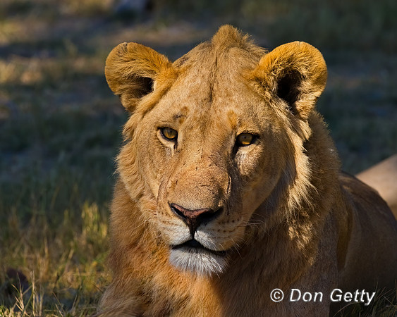 Lion