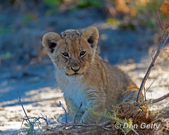 Lion