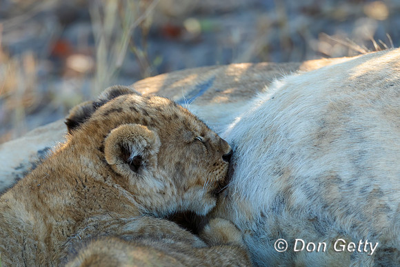 Lion