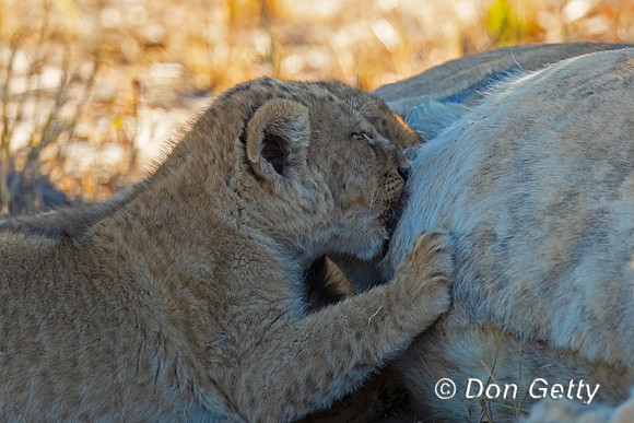 Lion