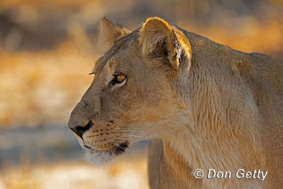 Lion