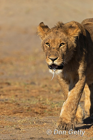 Lion