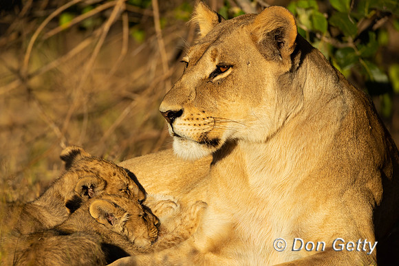 Lion