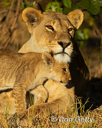 Lion