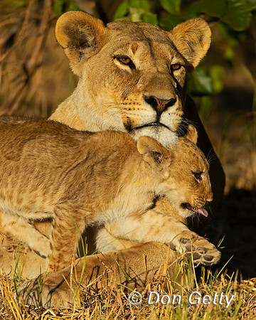 Lion