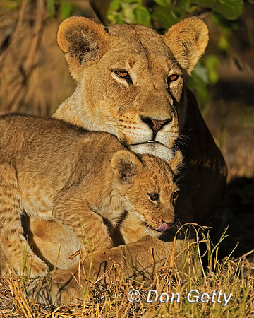 Lion