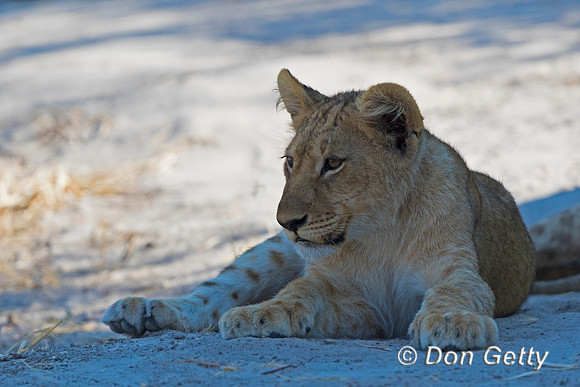 Lion