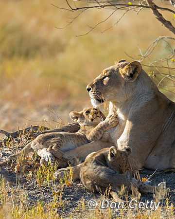 Lion