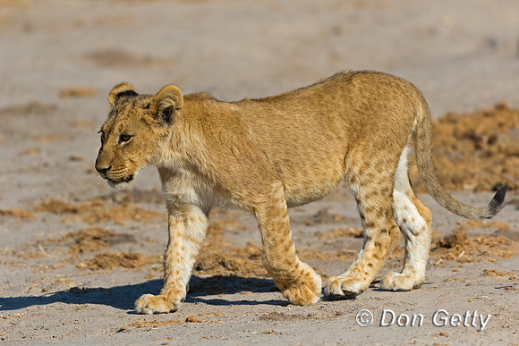 Lion