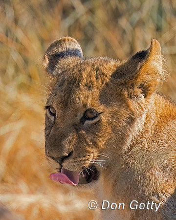 Lion