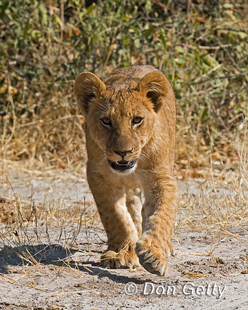Lion