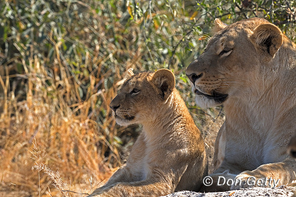 Lion
