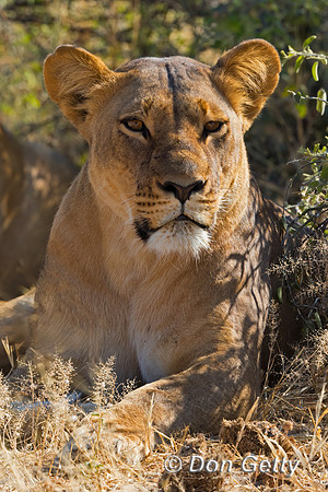 Lion