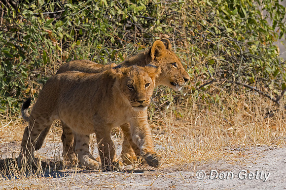 Lion