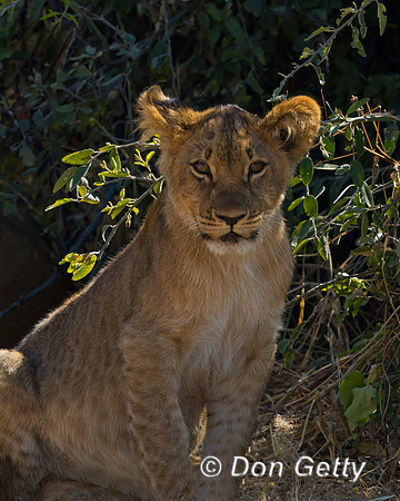 Lion