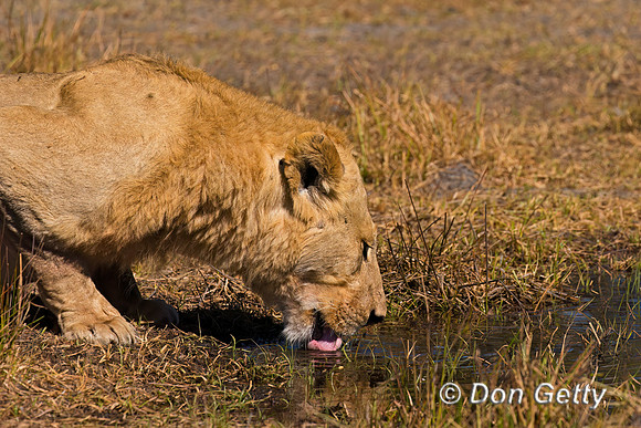 Lion