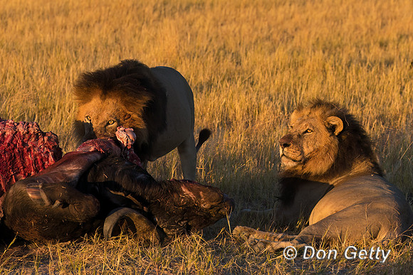 Lion