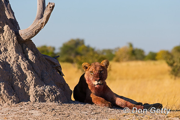 Lion
