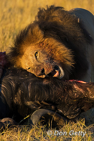 Lion