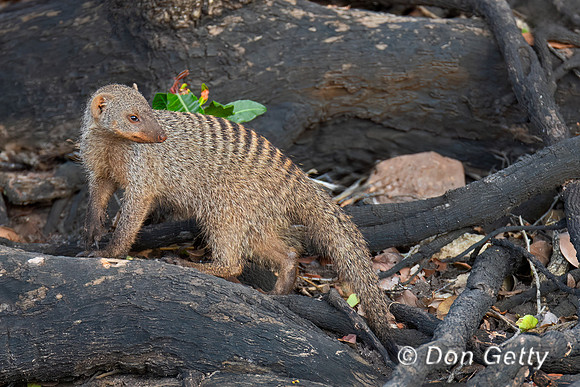 Banded Mongoose