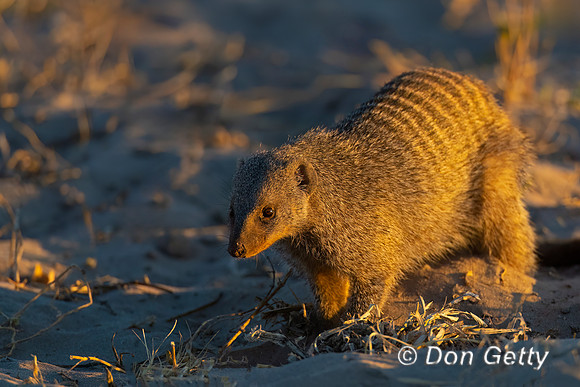 Banded Mongoose