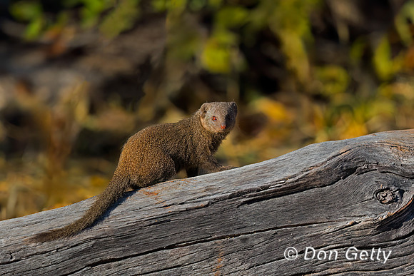Dwarf Mongoose