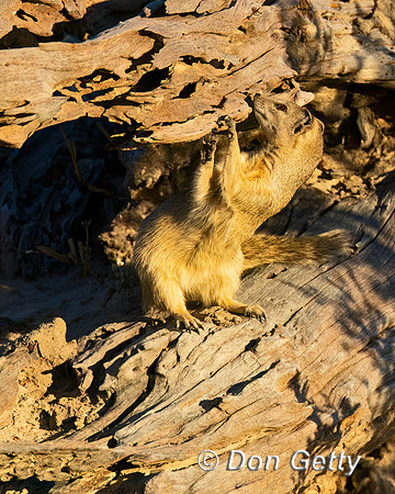 Yellow Mongoose