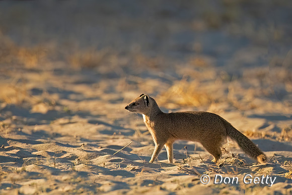 Yellow Mongoose