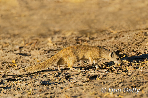 Yellow Mongoose