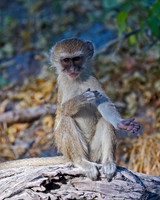 Black-faced Vervet Monkey