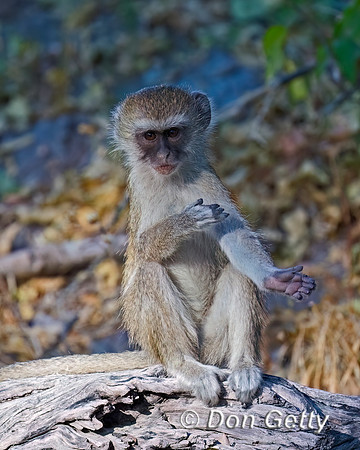 Black-faced Vervet Monkey