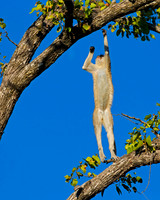 Black-faced Vervet Monkey