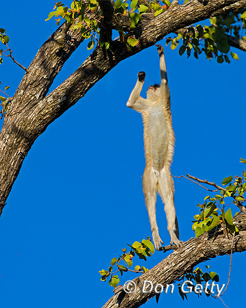 Black-faced Vervet Monkey