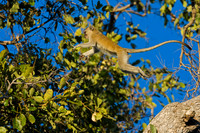 Black-faced Vervet Monkey