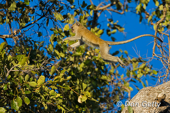 Black-faced Vervet Monkey