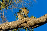 Black-faced Vervet Monkey