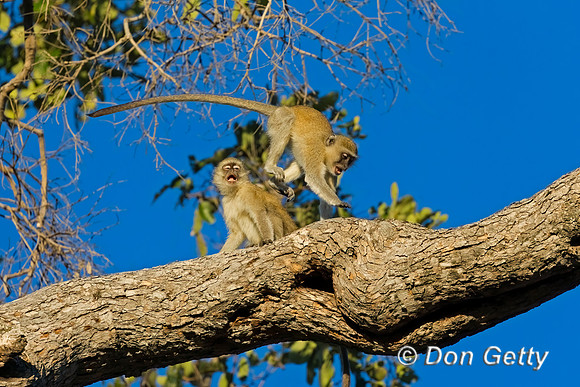 Black-faced Vervet Monkey