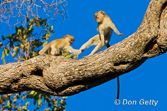 Black-faced Vervet Monkey