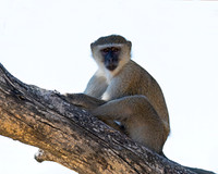 Black-faced Vervet Monkey