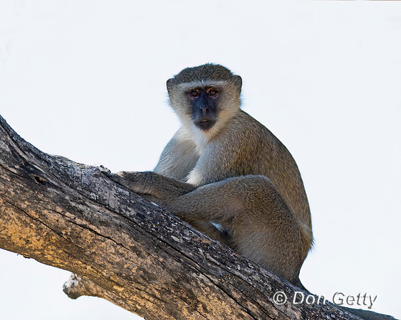 Black-faced Vervet Monkey