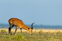 Puku