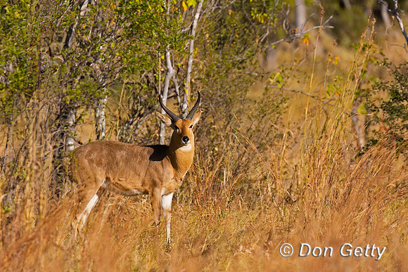Southern Reedbuck