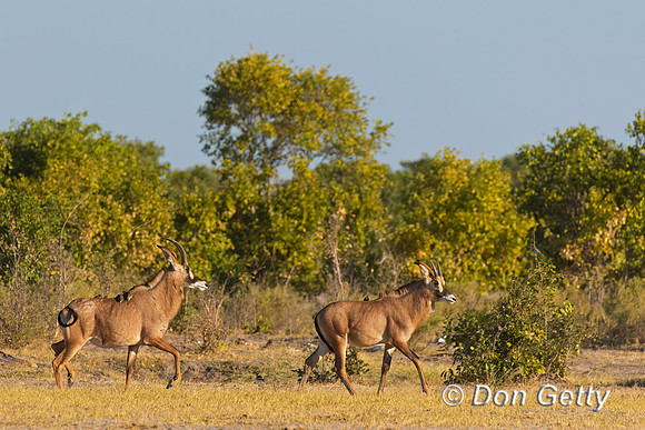 "Botswana