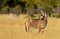 "Botswana