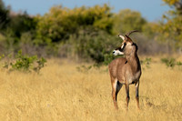 "Botswana
