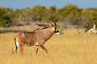 "Botswana