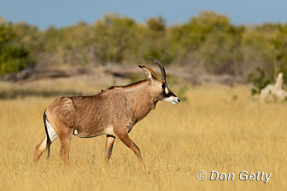 "Botswana
