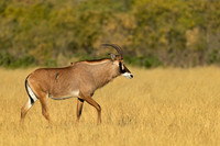 "Botswana