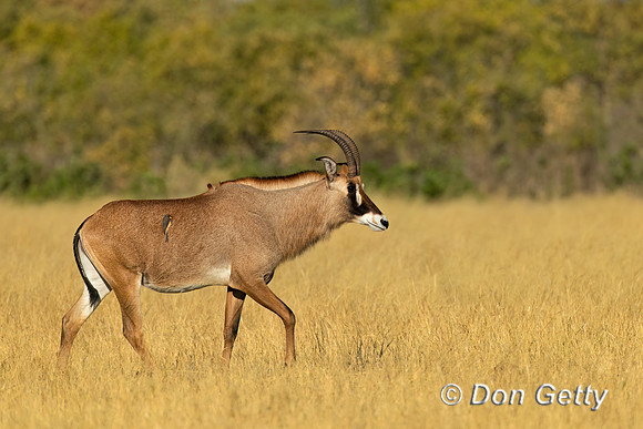 "Botswana